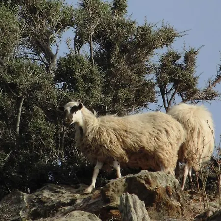 Olenia Agia Pelagia (Crete)